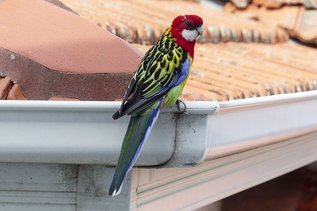parrot