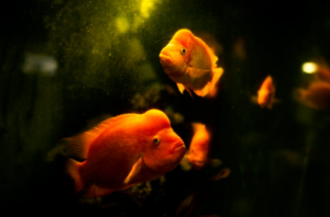 aquarium