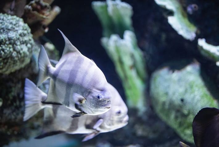 fish