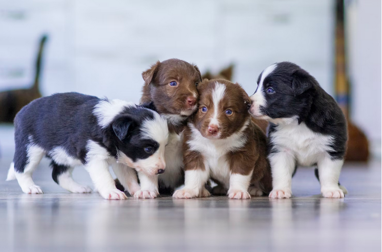 pup